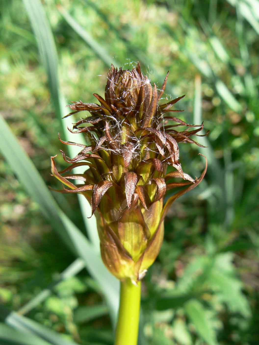 Asphodelus sp.